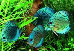 七彩神仙鱼论坛,水族养殖与鉴赏的交流盛宴